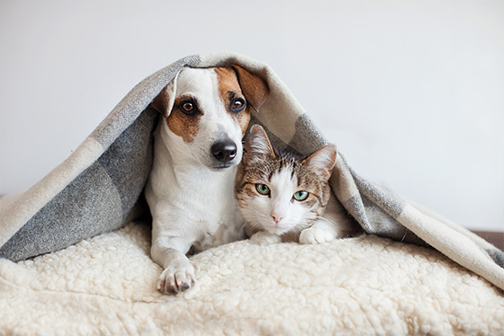 Dog and Cat